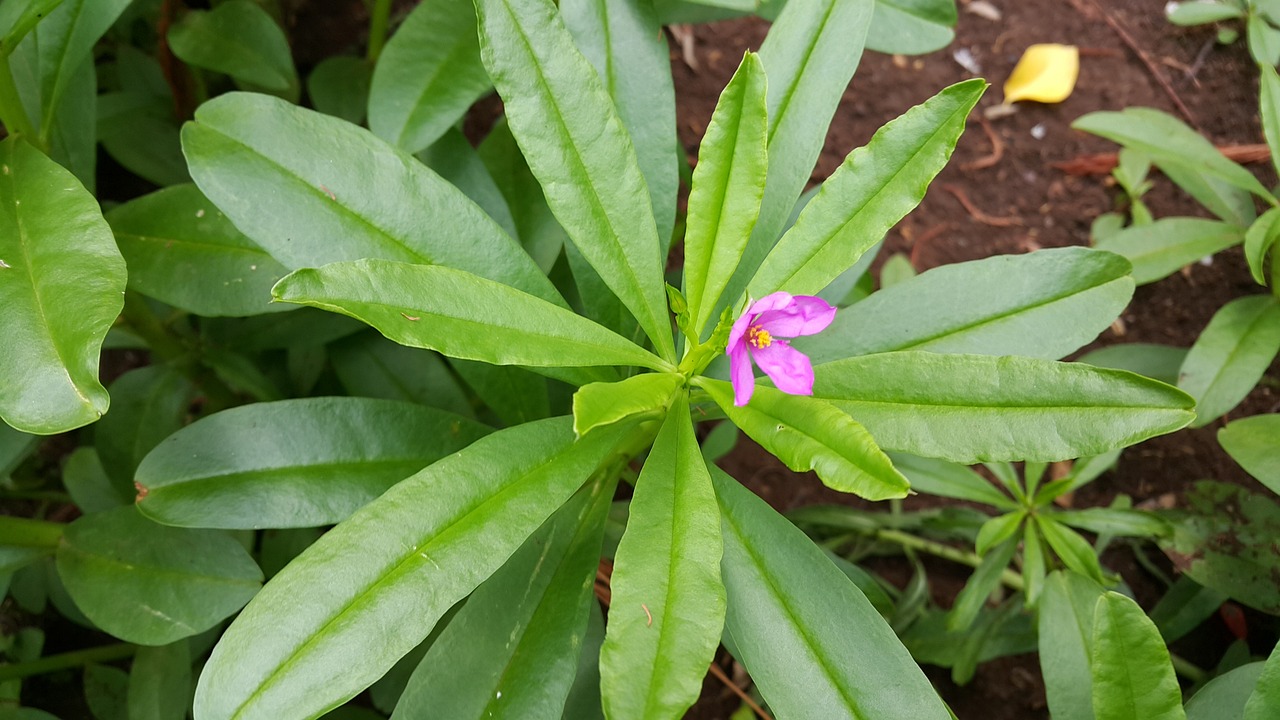 자연산삼